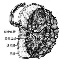 人胞衣的食用方法，人脑对客观现实的反映是