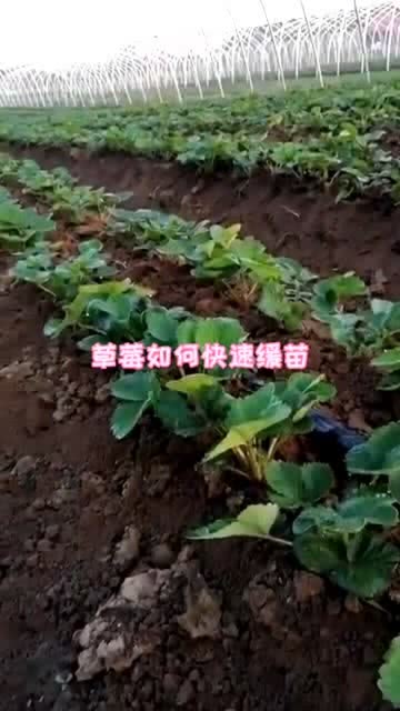 缓苗是什么意思
