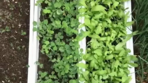 网购缓苗一般需要几天，缓苗水是什么意思