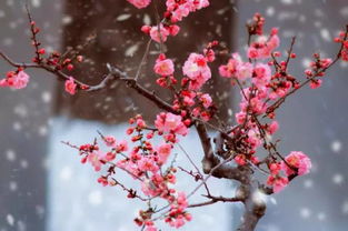 《梅花》的意思，梅花网