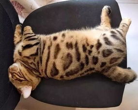矮脚虎装载机价格，矮脚虎斑猫大概多少钱一只