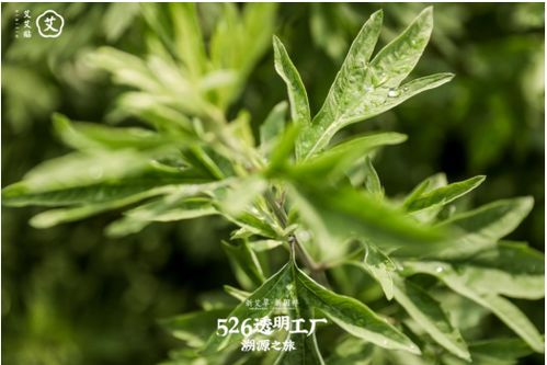 凄凄艾艾的意思是什么?