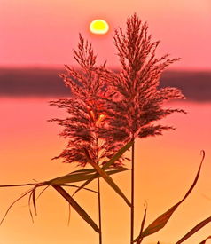 芦花的拼音怎么写的拼音怎么读，芦花的拼音是什么写