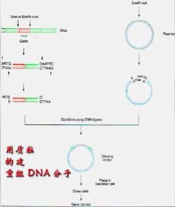dna连接酶连接什么键，dna连接酶作用于什么键上