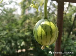 瓜熟蒂落意思