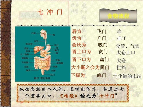 七冲门的部位和作用，七冲门名词解释