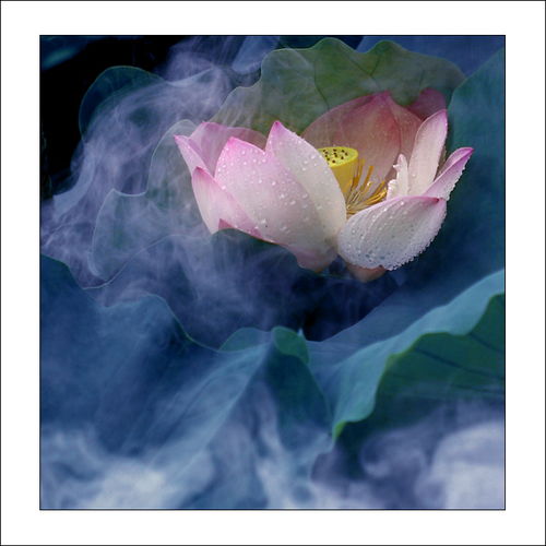 谁有那英那首雾里看花水中望月的歌词~~~