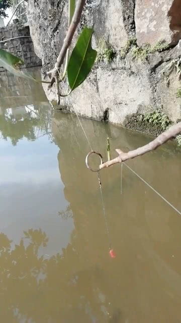 什么钓鱼愿者上钩后语，什么钓鱼愿者上钩来着