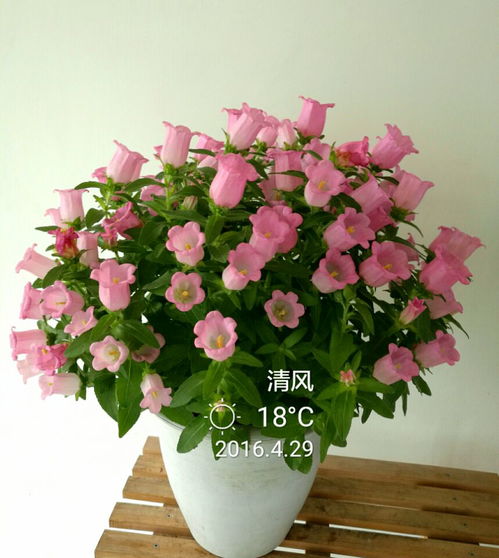 什么是花友?