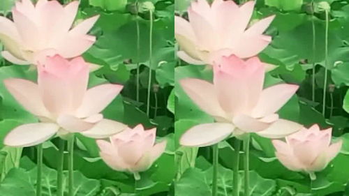 陶渊明的“出淤泥而不染”的全诗是什么
