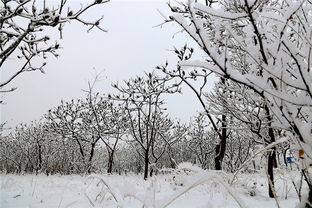 惊雪的古诗怎么背