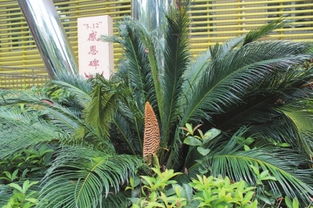 铁树开花寓意什么意思，铁树开花古来稀,夫妻无隔宿之仇是什么生肖