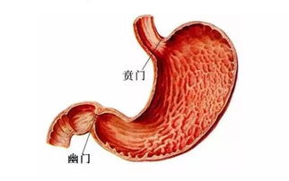 贲怎么读，喷门和贲门怎么读