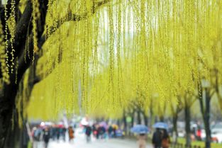 有关描写冬雨的段落?