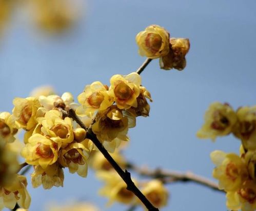 腊梅花的寓意红色代表什么，腊梅花的寓意与花语紫色