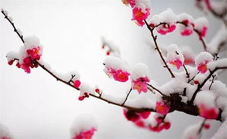 雪梅古诗原文，雪梅古诗意思翻译