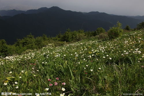 满山遍野的意思?