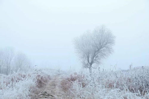 古诗《咏雪》一片乾隆，古诗《咏雪》一片两片三四片作者拼音