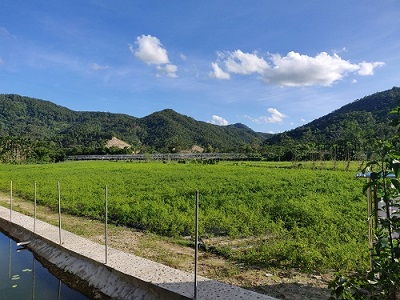 青箭的介绍