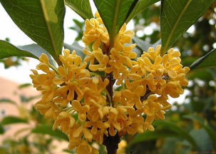 桂花树结籽能播种发芽吗?