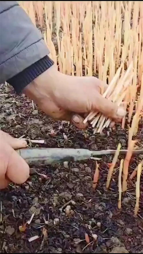清脆的什么声用肖字，清脆的什么填空词语二年级