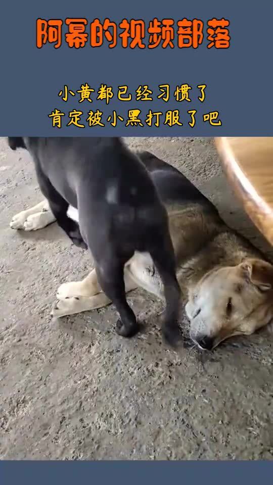 反抗的意思和造句