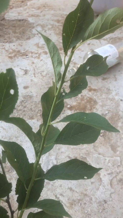 看叶子识别植物，看叶花卉图片大全