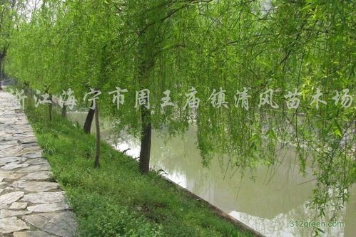 垂柳是什么意思