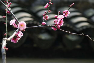 碧绿造句二年级下册简单，碧绿造句子二年级下册