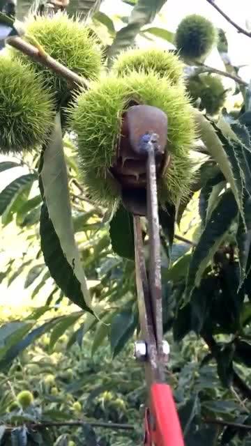 栗怎么读音
