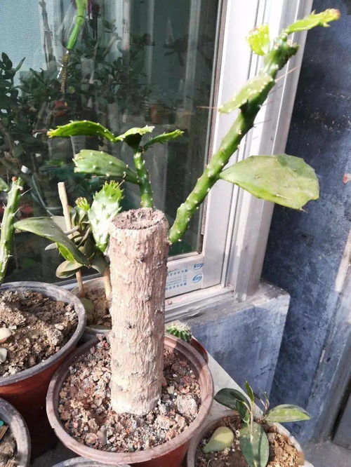 枝接和芽接的区别是什么