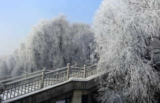 数九寒冬的意思和拼音，数九寒冬数怎么读