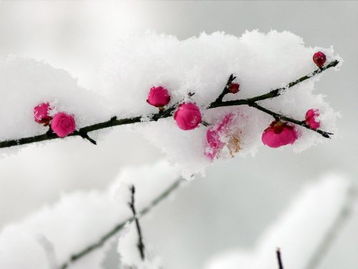 王安石《雪梅》是什么全诗?