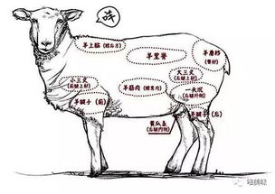 手疾眼快这个成语是什么意思
