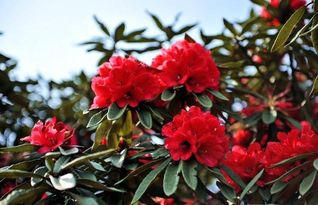 马缨花拼音，马缨花属于几级保护植物
