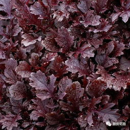 荠菜怎么读拼音，芥菜怎么读拼音