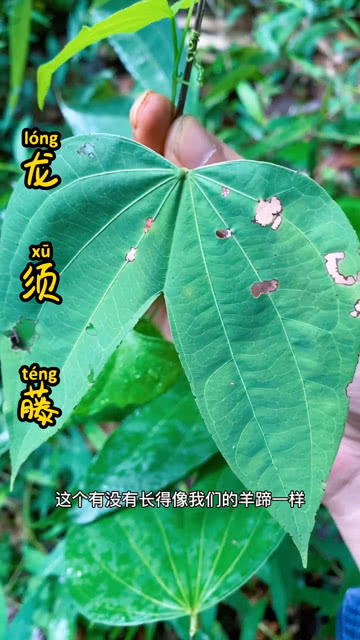 什么的藤和叶填词?