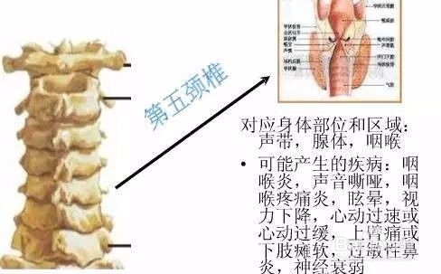 脊椎的拼音是什么