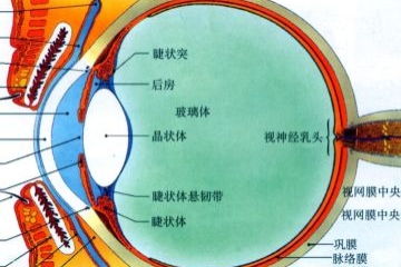 盐碱的拼音，眼睑的拼音怎么写的