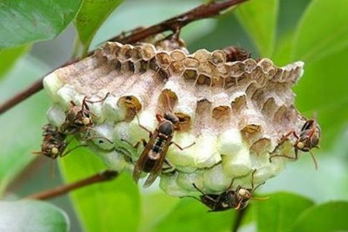 蜂出泉流造句，蜂出巢是什么寓意