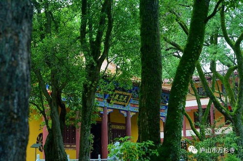葱茏是什么意思