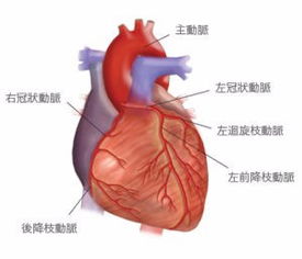 血管读音是什么