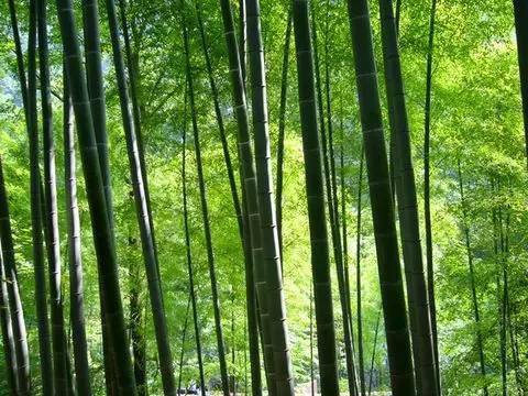 娄底哪里有苦竹