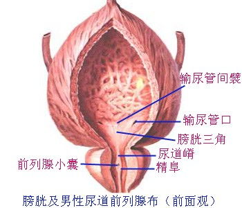 膀胱是什么上皮，膀胱是什么官什么出焉