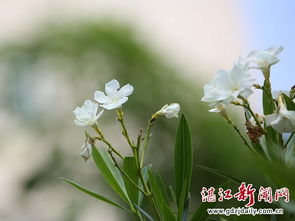 白生生是颜色吗，白生生是形容什么