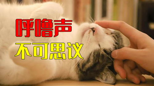 心满意足的近义词反义词，心满意足近义词和反义词