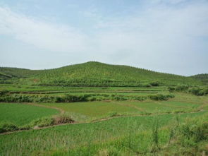田野是什么意思