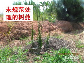 蔸是什么意思和怎么读