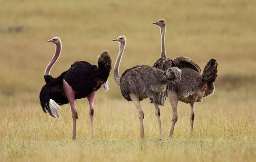ostrich是什么意思