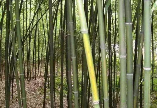 苦竹琴音 沉鱼落雁，苦竹的功效和作用